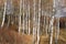 Beautiful scene in yellow autumn birch forest in october with fallen yellow autumn leaves