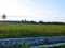 Beautiful scenery in the afternoon in the rice fields of Molowahu Village, Tibawa District, Gorontalo Regency