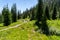 Beautiful scenery along a dirt hiking trail Iron Creek Trail leading to Sawtooth Lake in Idaho