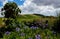 Beautiful scenery of aster field on a cloudy day