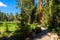 Beautiful scenery on the Big Trees Trail in Sequoia National Park where are the biggest trees of the world, California. USA