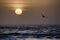 Beautiful scenery of a bird flying during sunset at the beach creating the perfect scenery