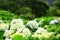 Beautiful scenery of blooming Hydrangea,Big-leaf Hyrdangea flowers