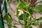 Beautiful scenery, a blooming sprig of citrus plant Faustrimedin, finger or caviar lime, with small white flowers, green leaves