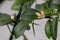 Beautiful scenery, a blooming sprig of citrus plant Faustrimedin, finger or caviar lime, with small white flowers, green leaves