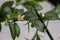 Beautiful scenery, a blooming sprig of citrus plant Faustrimedin, finger or caviar lime, with small white flowers, green leaves