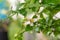 Beautiful scenery, a Blooming sprig of citrus plant Microcitrus Australasica, finger or caviar lime, with small white and pink