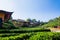 Beautiful scenery Chinese village among tea field