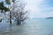 beautiful scenery coast sea with tree standing in water and have