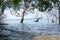 Beautiful scenery coast sea with tree standing in water and have