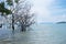 Beautiful scenery coast sea with tree standing in water and have