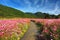 Beautiful scenery of cosmos flowers with path