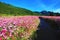 Beautiful scenery of cosmos flowers with path