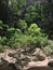 The beautiful scenery of the forest inside a cave with dramatic lighting from above