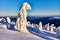 Beautiful scenery of a forest landscape covered fully in white snow in Lapland, Finland