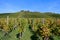 Beautiful scenery of grape trees in the vineyard