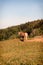 Beautiful scenery with a horse, pine trees and hills in Schwarzw