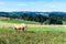 Beautiful scenery with a horse, pine trees and hills in Schwarzw