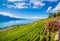 Beautiful scenery in Lavaux wine region with Lake Geneva, Switzerland