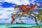 Beautiful scenery of Mauritius island -tranquil beach in Cap Malheureux with flamboyant tree