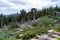 Beautiful scenery in the Mount Goliath Natural Area of Mt. Evans Scenic Byway