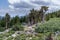 Beautiful scenery in the Mount Goliath Natural Area of Mt. Evans Scenic Byway