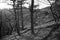 Beautiful scenery in a pine forest in austria. Black and White fotography. Monochrome.