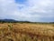 beautiful scenery of rice fields of natural nuances