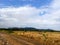 beautiful scenery of rice fields of natural nuances