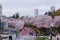 Beautiful scenery of Sakura Matsuri Festival in Roppongi