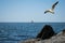 A beautiful scenery at the sea. A red sail boat is seen on the horizon. A great seagull crosses the blue sky in a summer day.