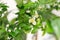 Beautiful scenery, a sprig of citrus plants Microcitrus Australasica, finger lime or caviar lime, with small white and pink