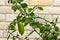 Beautiful scenery, a sprig of citrus plants Microcitrus, the Australian finger lime, with ripening green finger-shaped fruit and