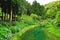 Beautiful scenery of Stream with blooming Hydrangea flowers and green trees