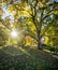 Beautiful scenery of sunburst through autumn tree Wanaka in New Zealand