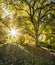 Beautiful scenery of sunburst through autumn tree Wanaka in New Zealand