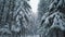 Beautiful scenery of tall evergreen trees covered in snow. Mountain and winter season. Snowfall