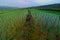 Beautiful scenery in the terraced rice fields