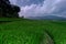 Beautiful scenery in the terraced rice fields