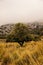 Beautiful scenery with a tree in the Serra de Tramuntana, Majorca. Balearic Islands, Spain