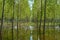 Beautiful scenery with trees reflection in water in a flooded area in a forest.