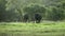 Beautiful scenery of wild elephants couple in green woods , sri lanka