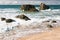 Beautiful scenic beach of milady in summer, biarritz, basque country, france