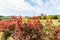 Beautiful scenic bright landscape view of colorful red barberry thunberg bushes growing at ornamental english park