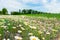 Beautiful scenic colorful wild flower chamomile daisy field meadow nature landscape. Vibrant multicolored countryside