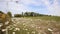 Beautiful scenic colorful wild flower chamomile daisy field meadow rocking on wind nature landscape. Vibrant