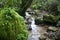 Beautiful Scenic Creek In Jungle High Quality