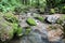 Beautiful Scenic Creek In Tropical Jungle High Quality Stock Photo