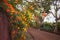 Beautiful scenic detail of orange flower blooming in garden.