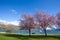 Beautiful scenic flower blooming in park beside lake wanaka southland new zealand